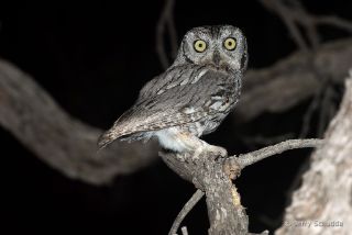 Western Screech Owl