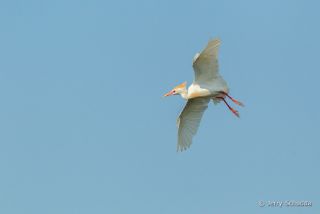 Cattle Egret
