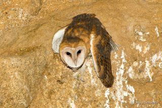 Barn Owl
