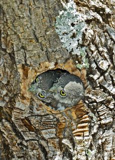 Northern Pygmy Owl