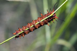 Pipevine Swallowtail Caterpillar