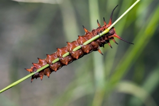 Pipevine Swallowtail Caterpillar 3