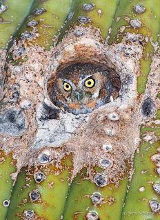 Elf Owl