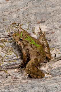 Northern Cricket Frog